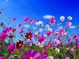 cosmos flowers cosmos flowers