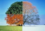 4 part tree 4 part tree